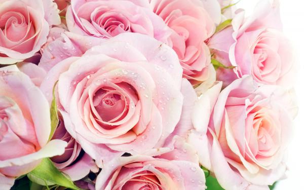 Free pink roses wallpaper download