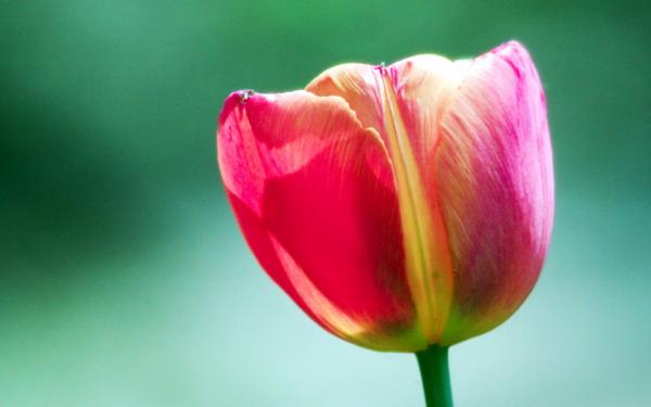 Free pink tulip flower wallpaper download