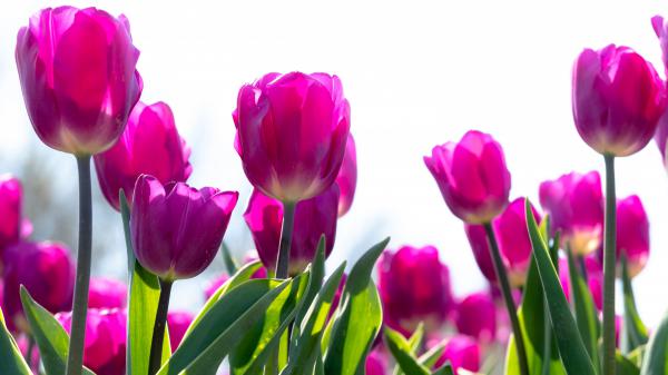 Free pink tulip flowers in white background 4k 5k hd flowers wallpaper download