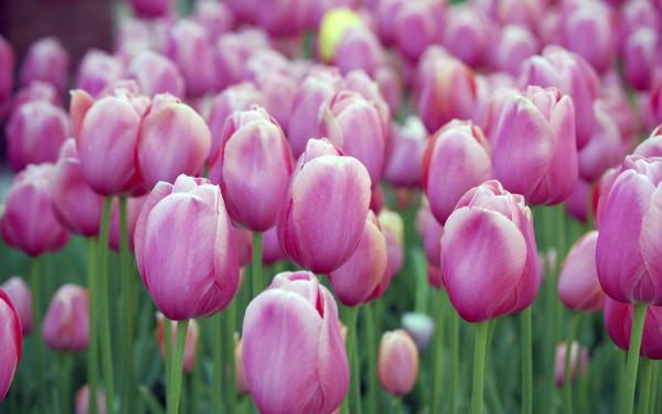 Free pink tulips wallpaper download