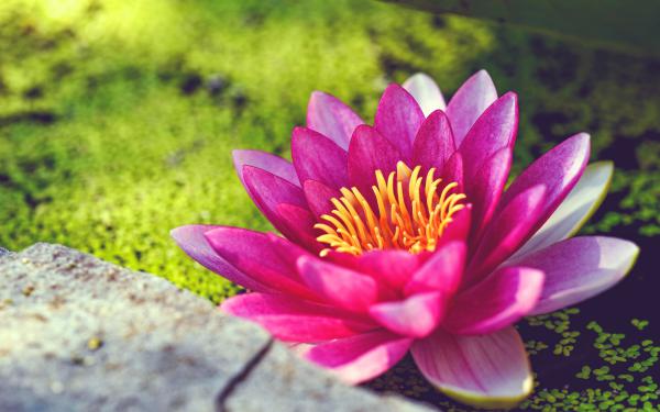 Free pink water lily flower wallpaper download