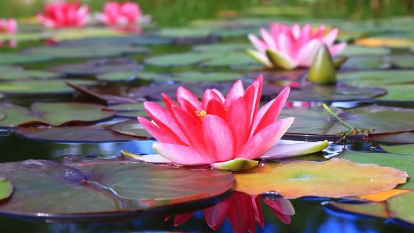 Free pink water lily flower with leaves hd flowers wallpaper download