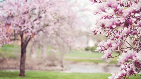 Free pink white blossom magnolia flowers 4k hd magnolia wallpaper download