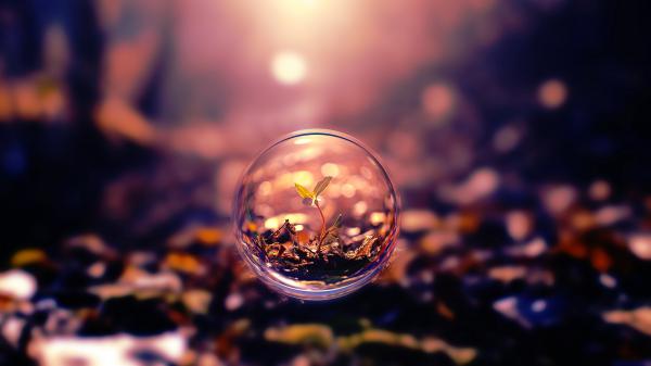 Free plant through lens ball wallpaper download