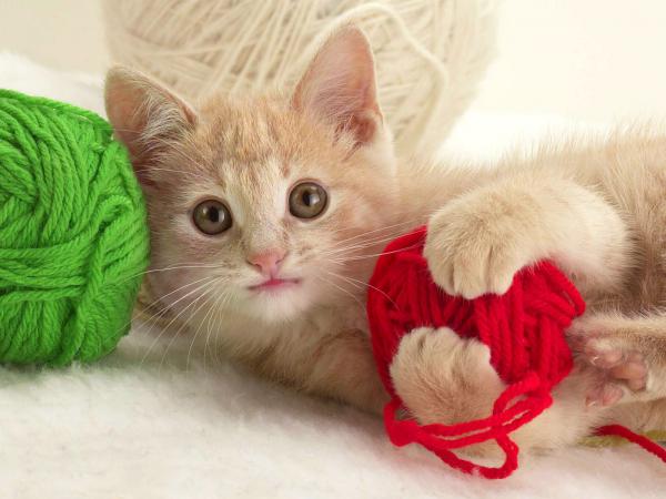 Free playful kitten wallpaper download