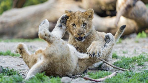 Free playing cub lions 4k 5k hd lion wallpaper download