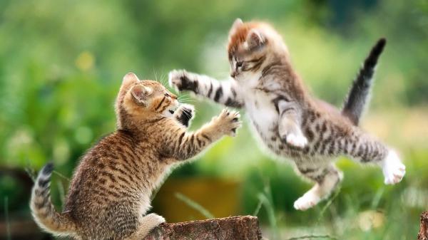 Free playing kittens with shallow background hd kitten wallpaper download