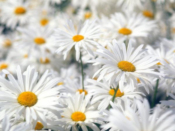 Free plentiful oxeye daisies wallpaper download