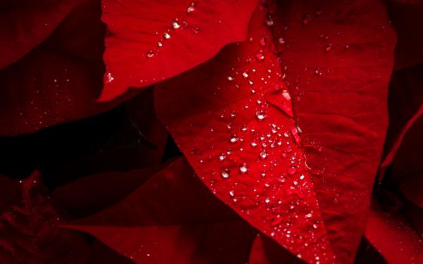 Free poinsettia red leaves wallpaper download