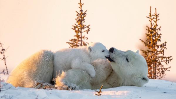 Free polar bear baby is playing with big bear on snow field during daytime 4k hd animals wallpaper download