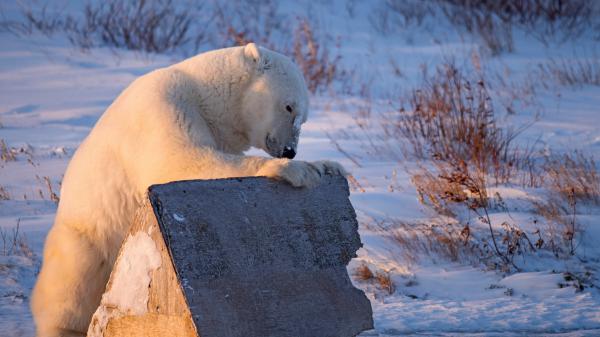 Free polar bear hd animals wallpaper download