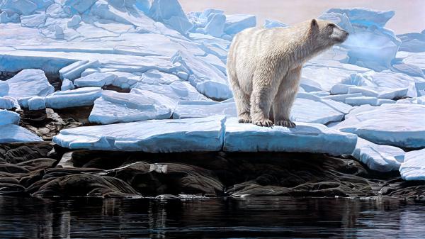 Free polar bear is standing on icy rock near water 4k hd animals wallpaper download