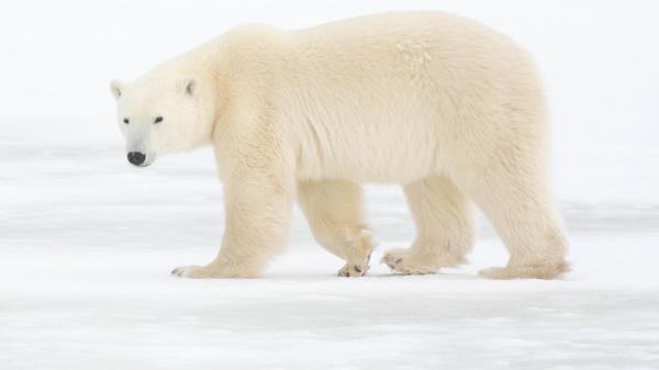 Free polar bear is standing on snow covered space with white background hd animals wallpaper download