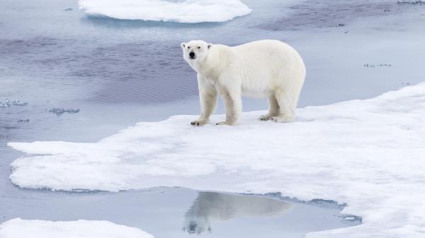 Free polar bear is standing on snow near water hd animals wallpaper download