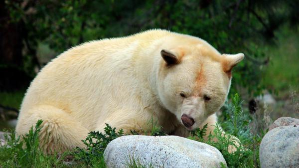 Free polar bear near stone with shallow background of green plants hd animals wallpaper download