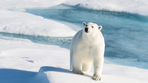 Free polar bear on snow with background of water and snow hd animals wallpaper download