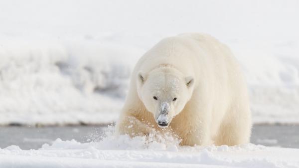 Free polar bear on snow with white snow background hd animals wallpaper download