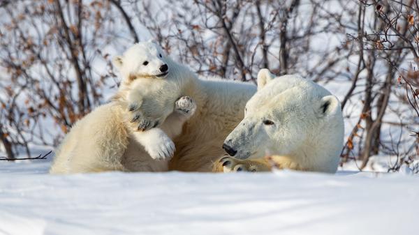 Free polar bear with baby bear on snow during winter 4k hd animals wallpaper download