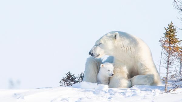 Free polar bear with baby bears hd animals wallpaper download