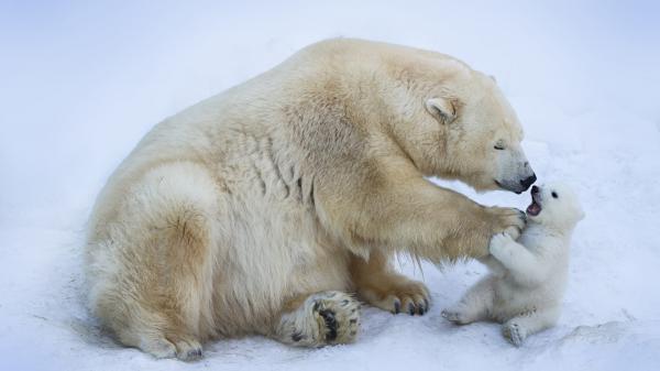 Free polar bear with kid polar bear on snow hd animals wallpaper download