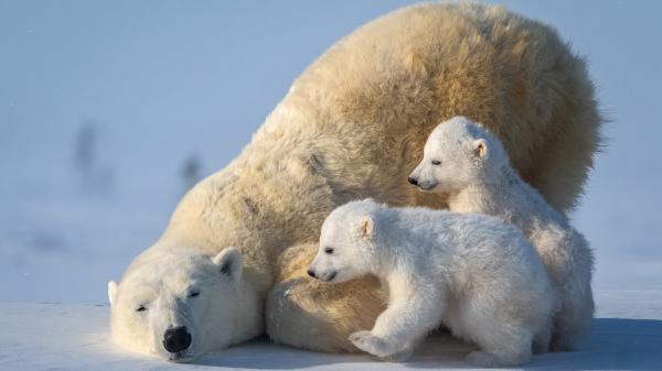 Free polar bear with two cub polar bears hd animals wallpaper download