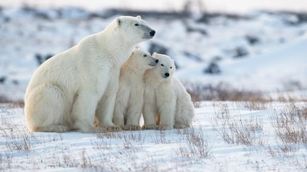 Free polar bears are sitting on the snow covered space hd animals wallpaper download