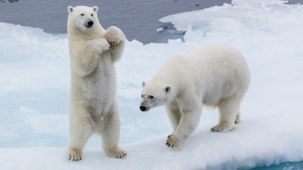 Free polar bears on ice 4k hd animals wallpaper download