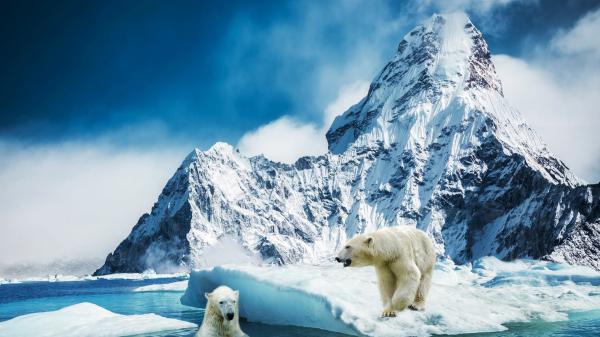 Free polar bears on snow and water with background snow covered rock hd animals wallpaper download