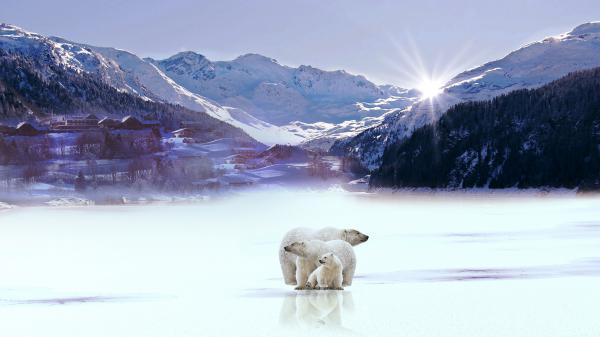 Free polar bears with background of snow covered mountain trees and sunbeam hd animals wallpaper download