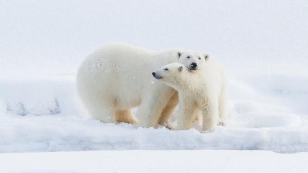 Free polar bears with background of snow hd animals wallpaper download