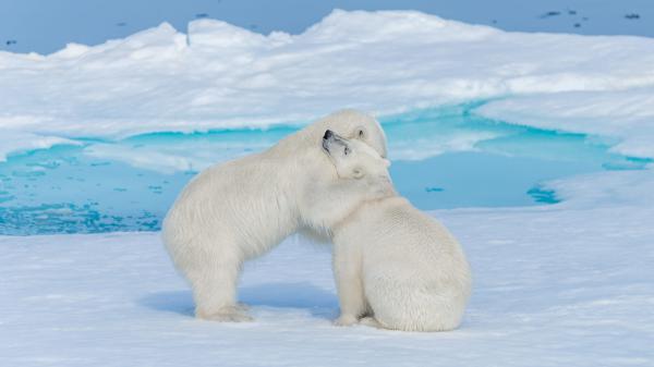 Free polar bears with background of water and ice hd animals wallpaper download