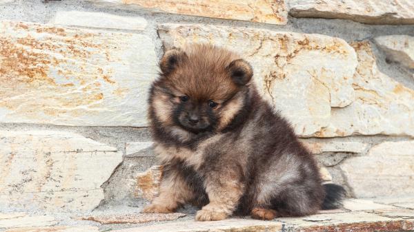 Free pomeranian pet puppy 4k 5k hd animals wallpaper download