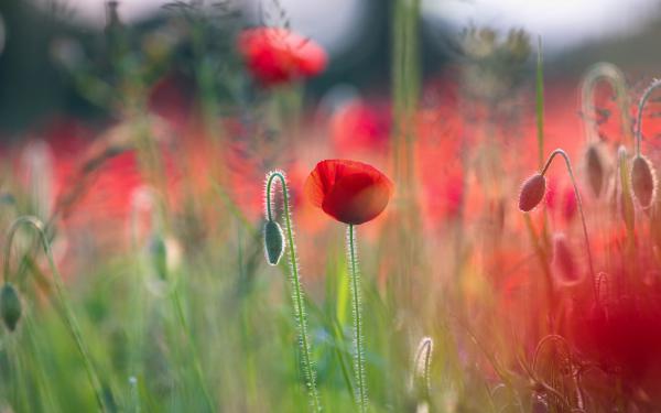 Free poppies 5k wallpaper download