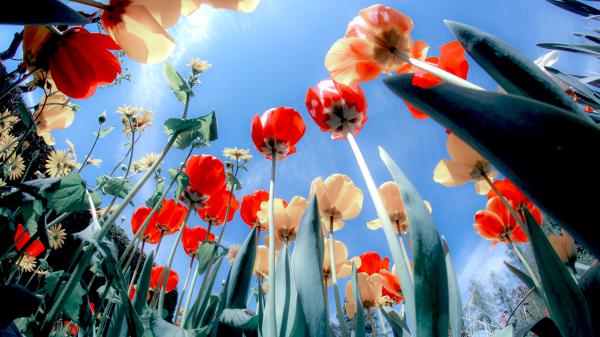 Free poppies blossom 5k wallpaper download