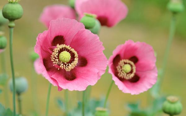 Free poppies flowers wallpaper download