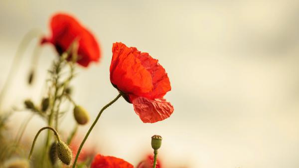 Free poppy 4k 5k hd wallpaper download