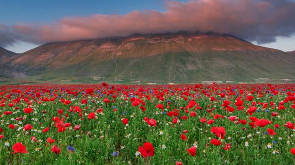 Free poppy flowers near cloud mountain meadow hd flowers wallpaper download