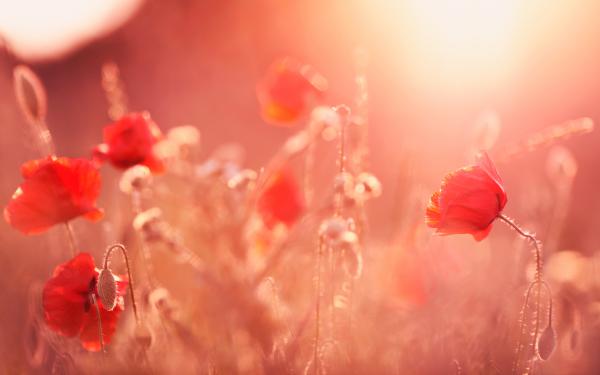 Free poppy flowers summer light wallpaper download