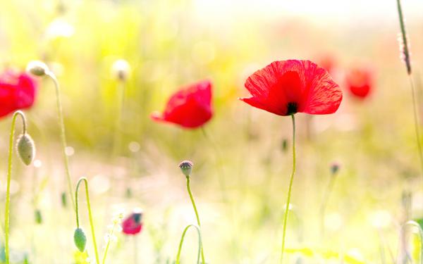 Free poppy flowers wallpaper download