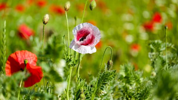 Free poppy garden 4k hd wallpaper download