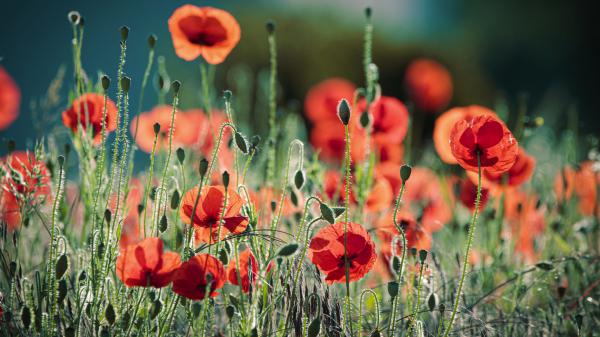 Free poppy red flowers in a blur background hd flowers wallpaper download