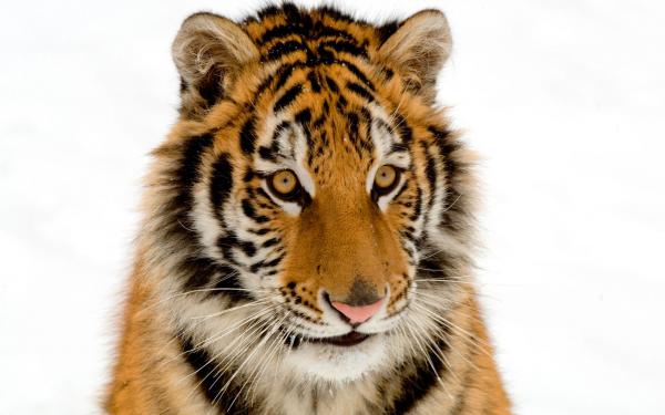 Free portrait of a tiger wallpaper download