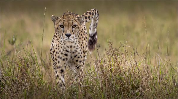 Free predator leopard hd animals wallpaper download