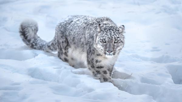 Free predator leopard is walking on snow hd animals wallpaper download