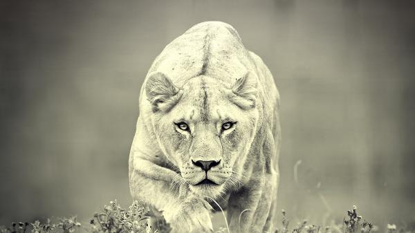 Free predator lion hd lion wallpaper download