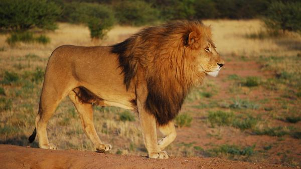 Free predator lion is walking on forest landscape 4k hd lion wallpaper download