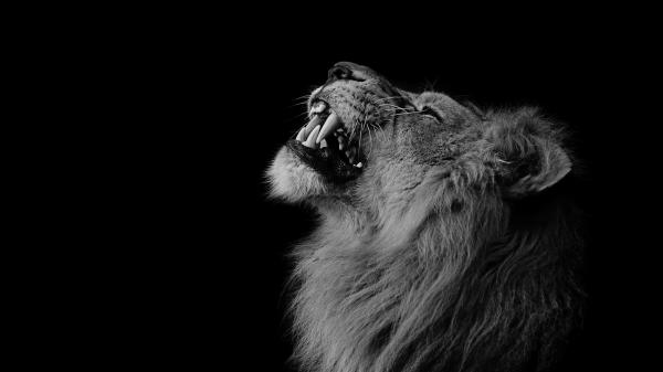 Free predator lion with black background hd lion wallpaper download