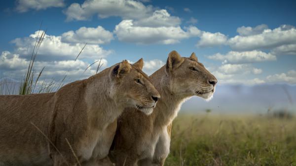 Free predator lions 4k hd animals wallpaper download