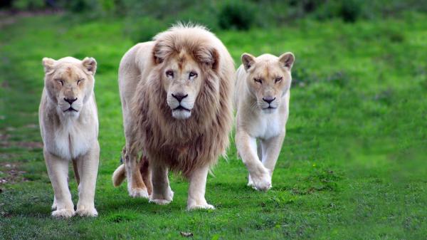 Free predator lions on green grass hd lion wallpaper download