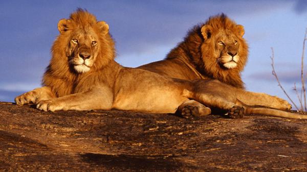 Free predator lions sitting on rock with cloudy sky background hd lion wallpaper download